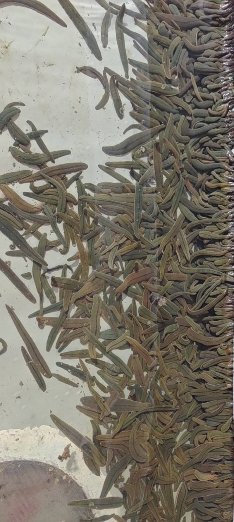 药用蚂蝗