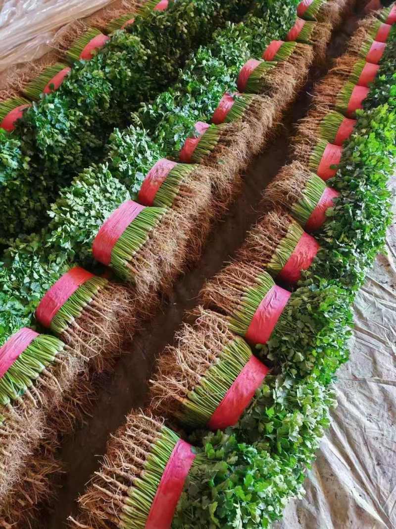 香菜山东中叶香菜产地直发商超电商社团购代存代发全国