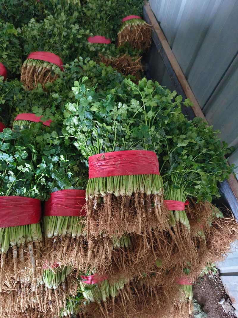 香菜山东中叶香菜产地直发商超电商社团购代存代发全国