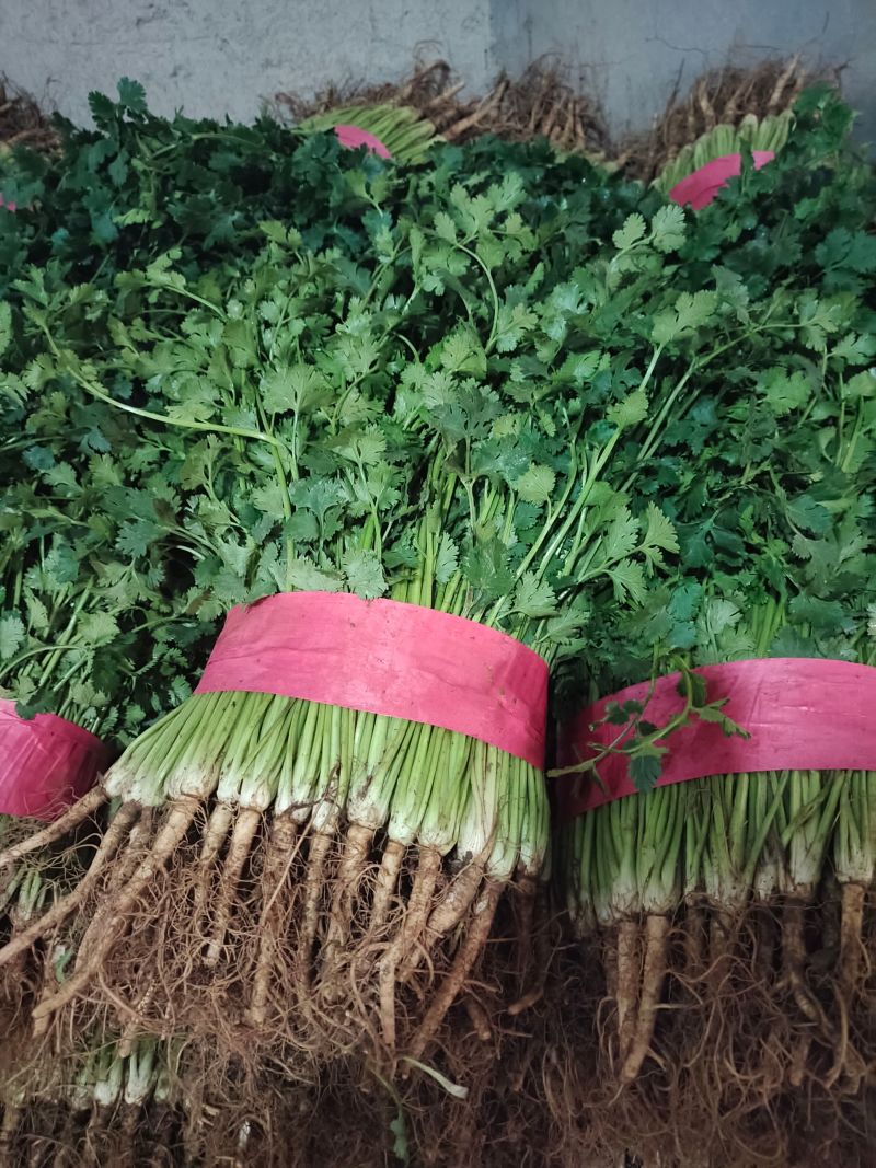 香菜山东中叶香菜产地直发商超电商社团购代存代发全国