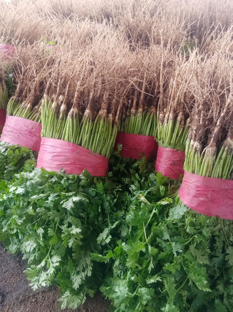 香菜山东中叶香菜产地直发商超电商社团购代存代发全国