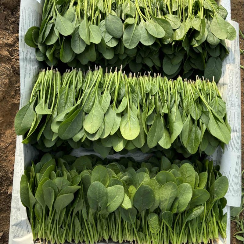 正品保障菠菜现货秒发全国供应欢迎联系