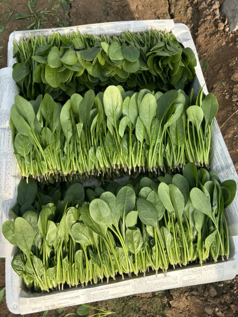 小叶菠菜惠民麻店两排两排半三排精品