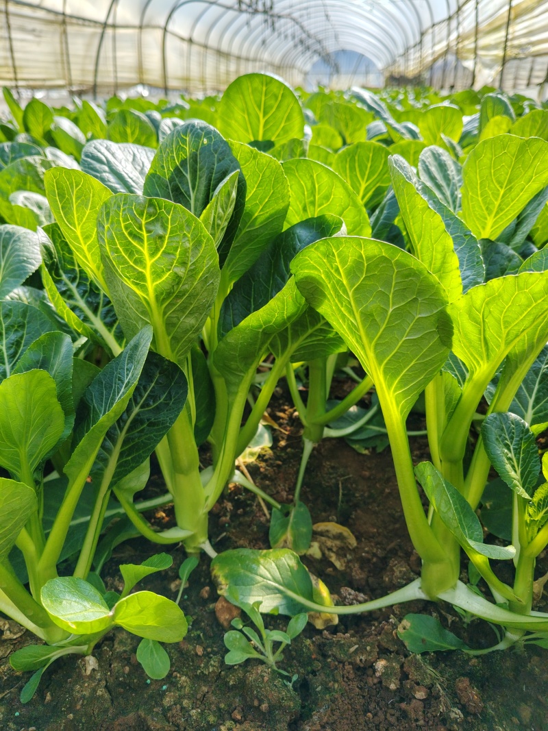 今日份油菜心
