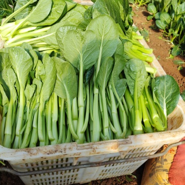 今日份油菜心