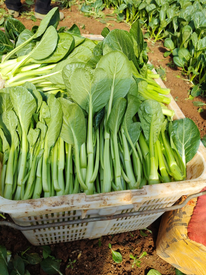 今日份油菜心