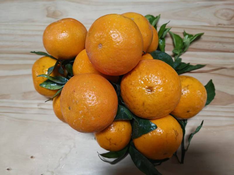 都安沃柑