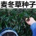 麦冬种子**采收四季常绿新鲜发货现发种子