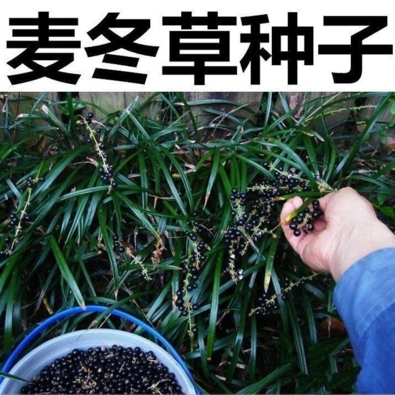 麦冬种子**采收四季常绿新鲜发货现发种子