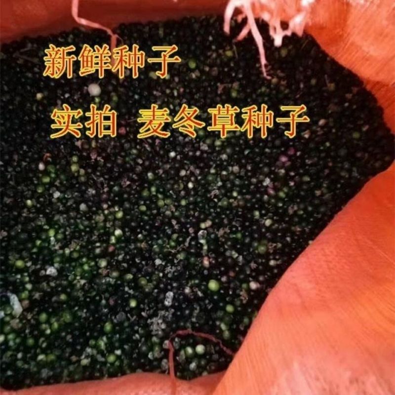 麦冬种子**采收四季常绿新鲜发货现发种子