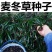 麦冬种子**采收四季常绿新鲜发货现发种子