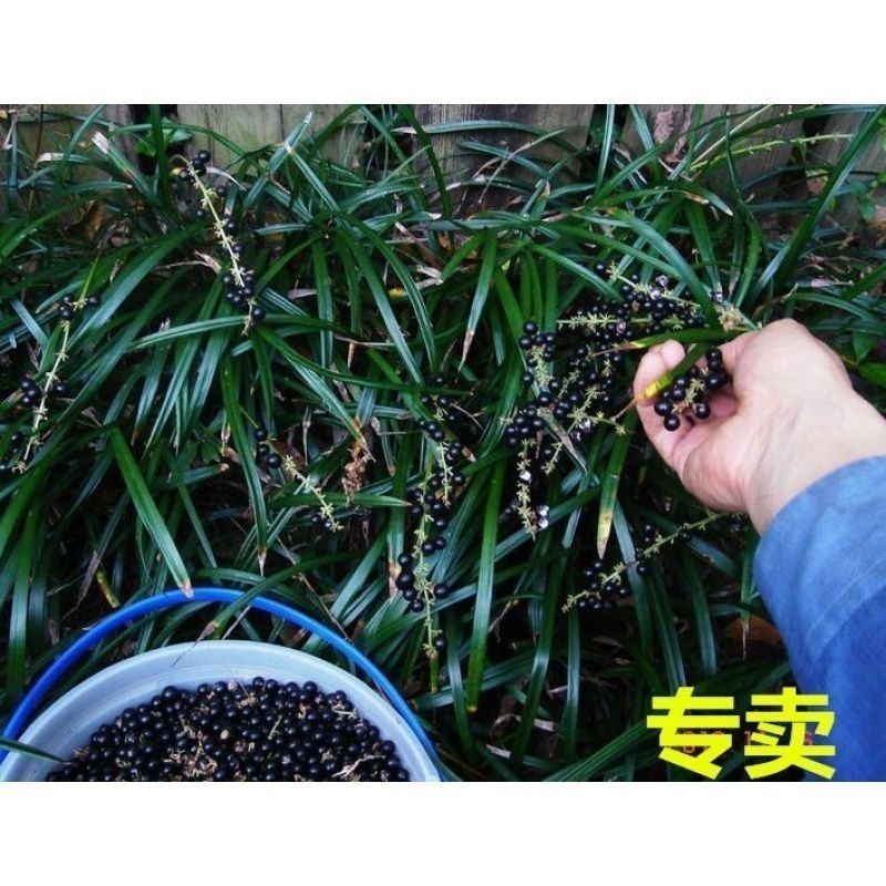 麦冬种子**采收四季常绿新鲜发货现发种子