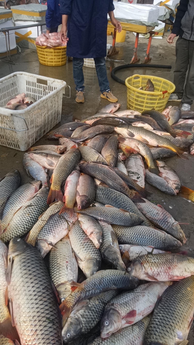 鲤鱼籽黄色