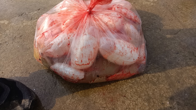 鲤鱼籽黄色