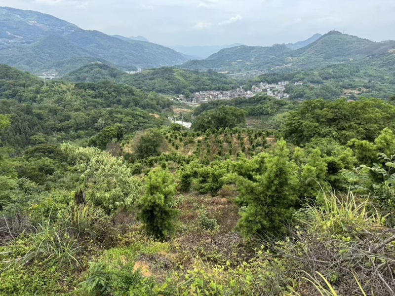永春正宗小黄姜