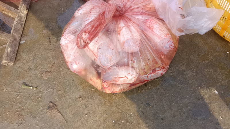 鲤鱼籽黄色