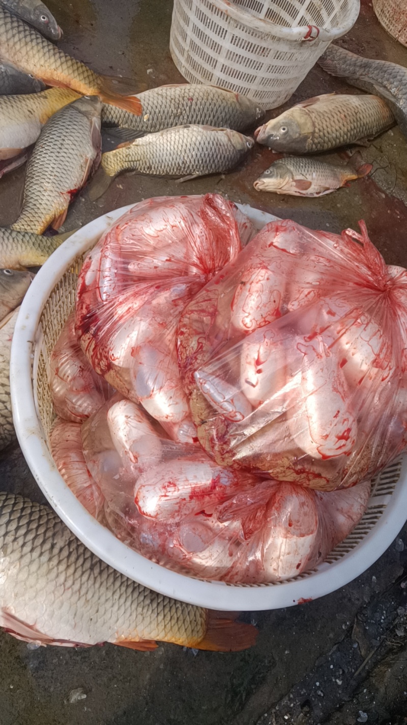 鲤鱼籽黄色