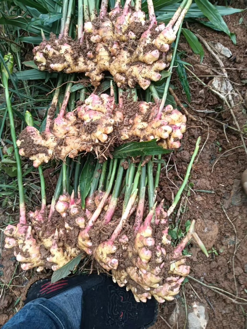 小黄姜