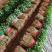 山东香菜聊城中叶香菜货源稳定万吨冷库常年代存代发