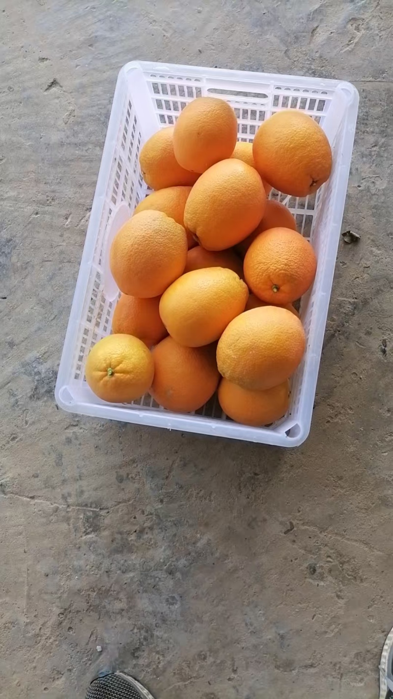 宜昌枝江纽荷尔脐橙