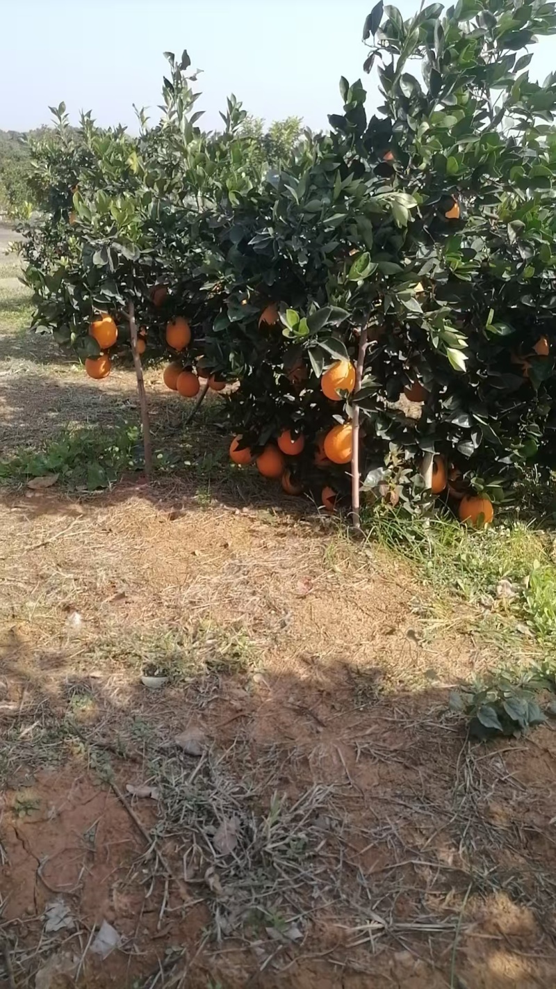 宜昌枝江纽荷尔脐橙