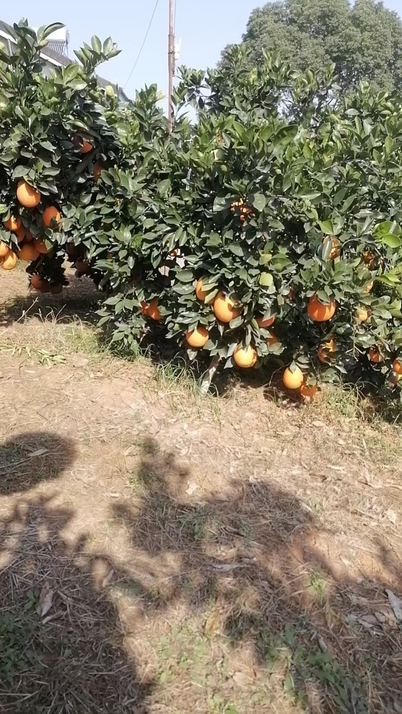 宜昌枝江纽荷尔脐橙