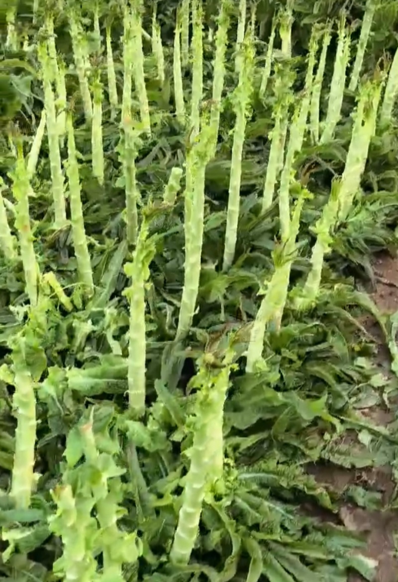 推荐安徽埇桥莴笋杆子红尖叶三青皮杆子货源充足欢迎
