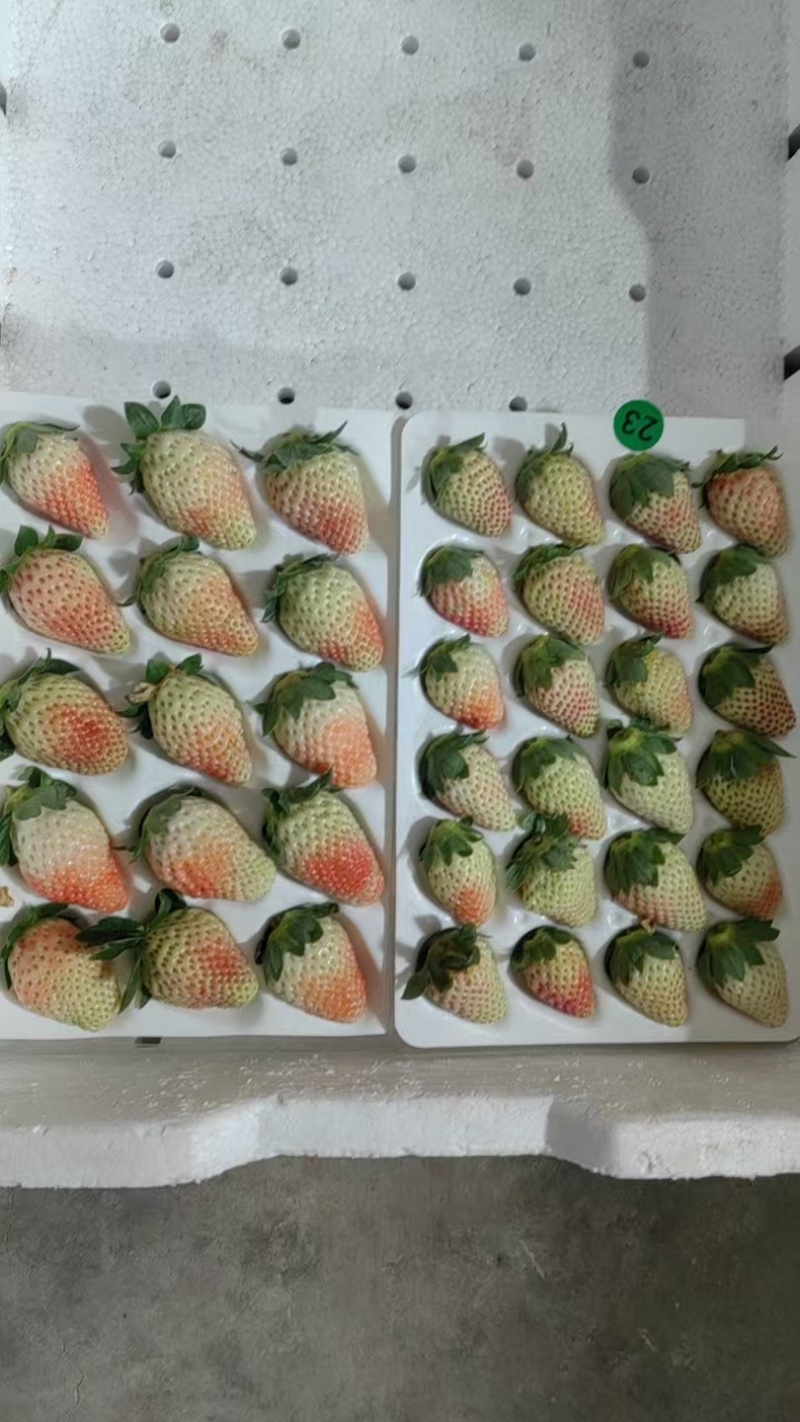 大凉山露天冬草莓