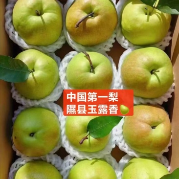 山西省临汾市隰县玉露香梨