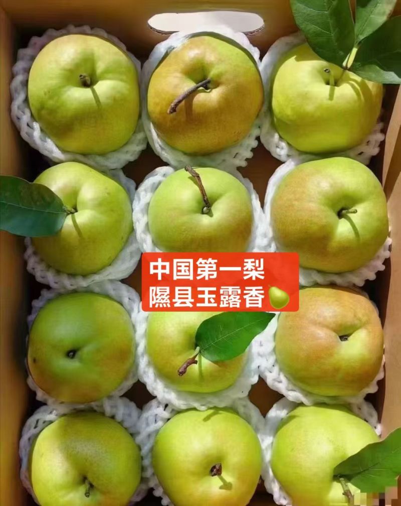 山西省临汾市隰县玉露香梨