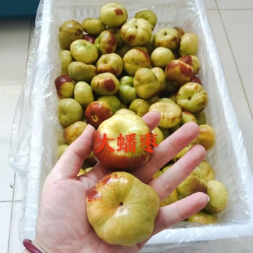 精品蟠枣，冬枣树