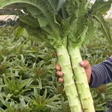 推荐埇桥莴笋红尖叶莴笋基地直供量大无空心联系