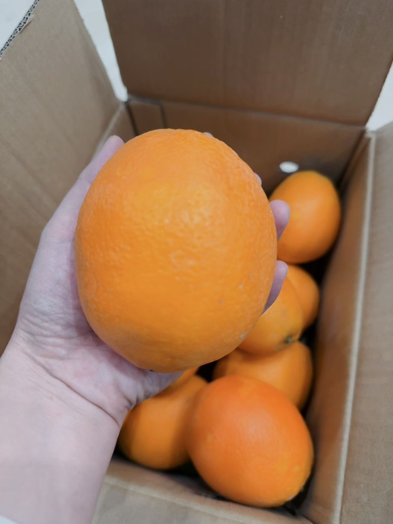 橙子纽荷尔脐橙现摘现发九分甜一分酸欢迎订购