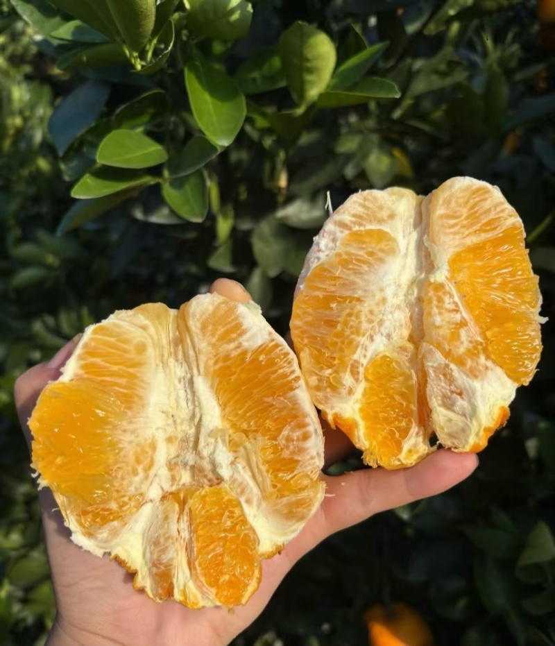 橙子纽荷尔脐橙现摘现发九分甜一分酸欢迎订购