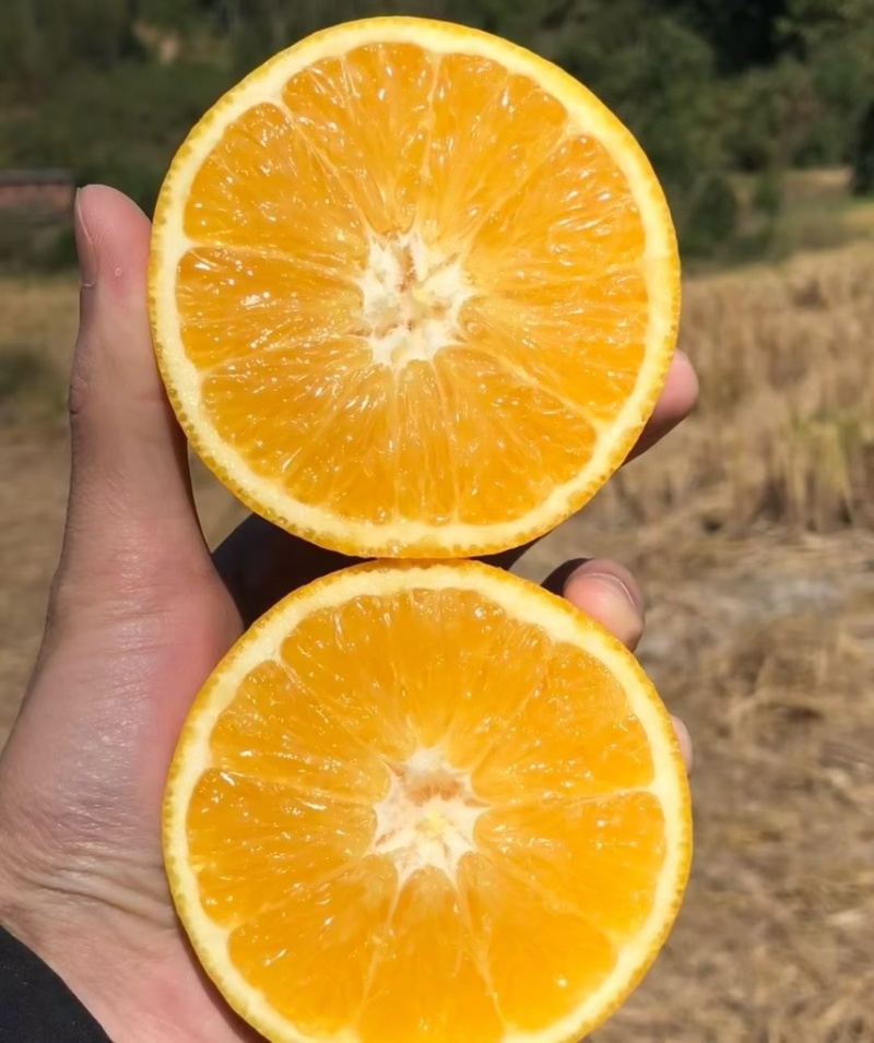 橙子纽荷尔脐橙现摘现发九分甜一分酸欢迎订购