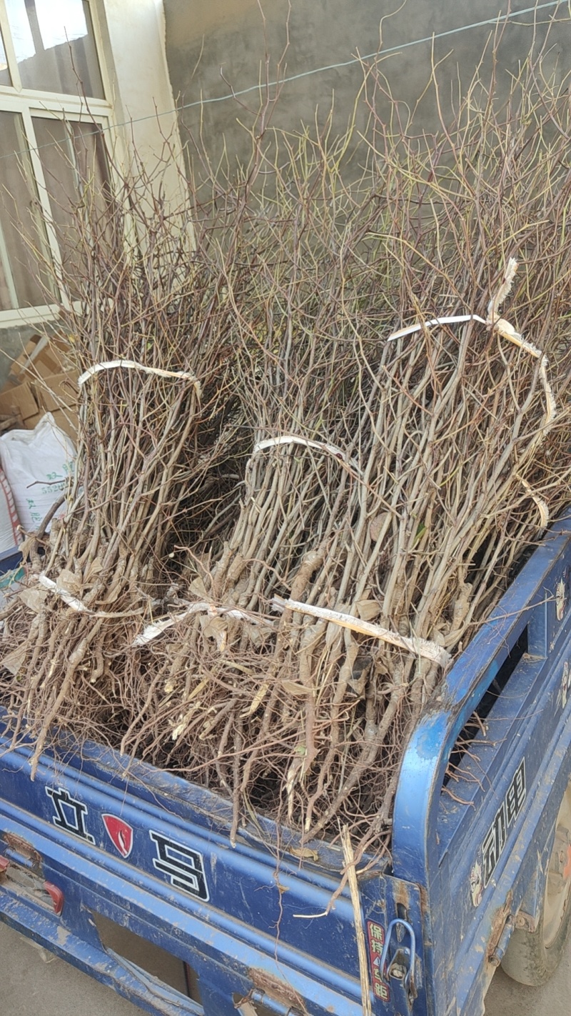 精品蟠枣，冬枣树