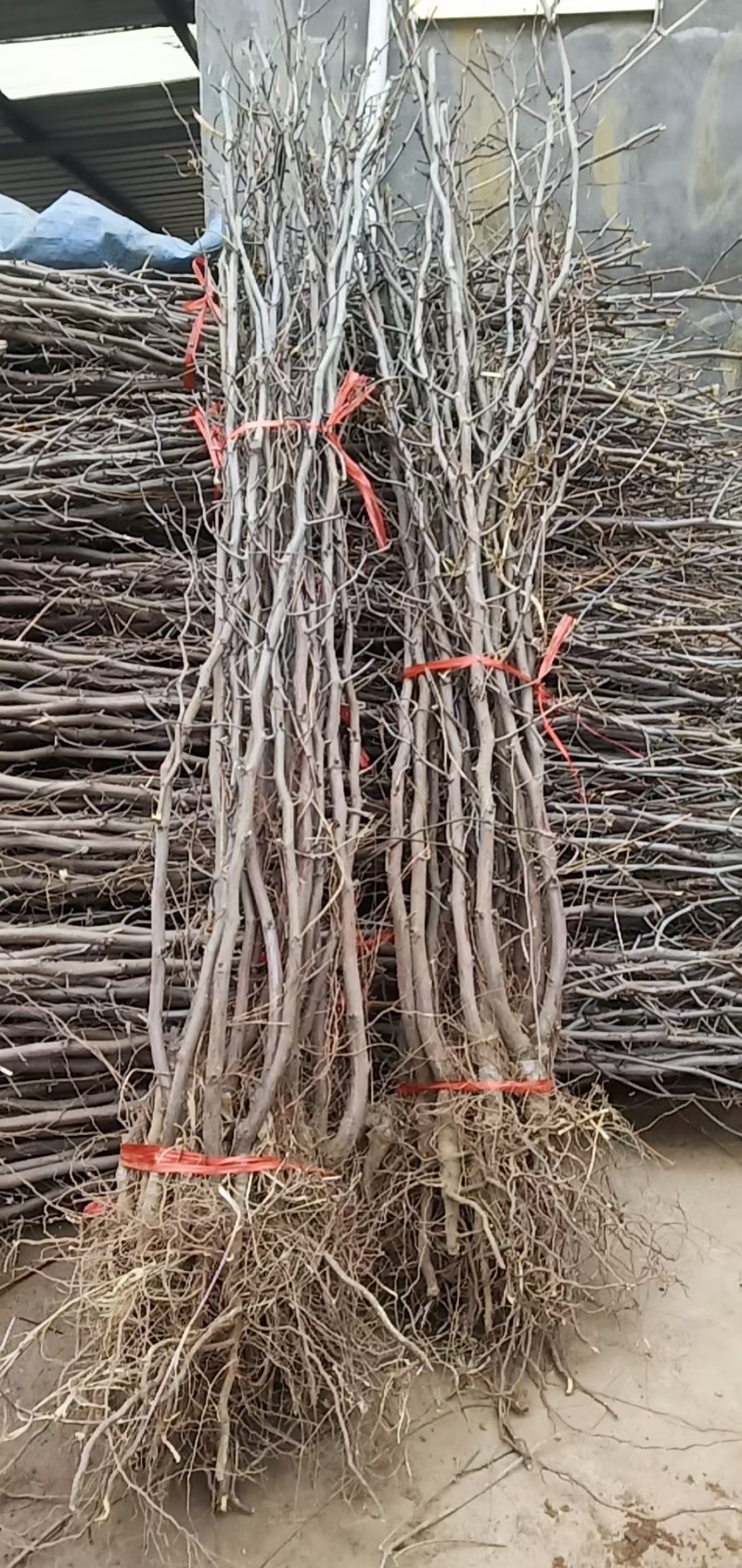 精品蟠枣，冬枣树