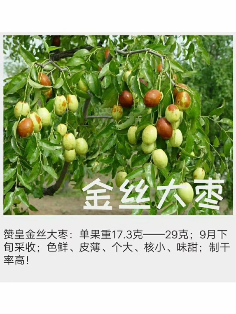 精品蟠枣，冬枣树