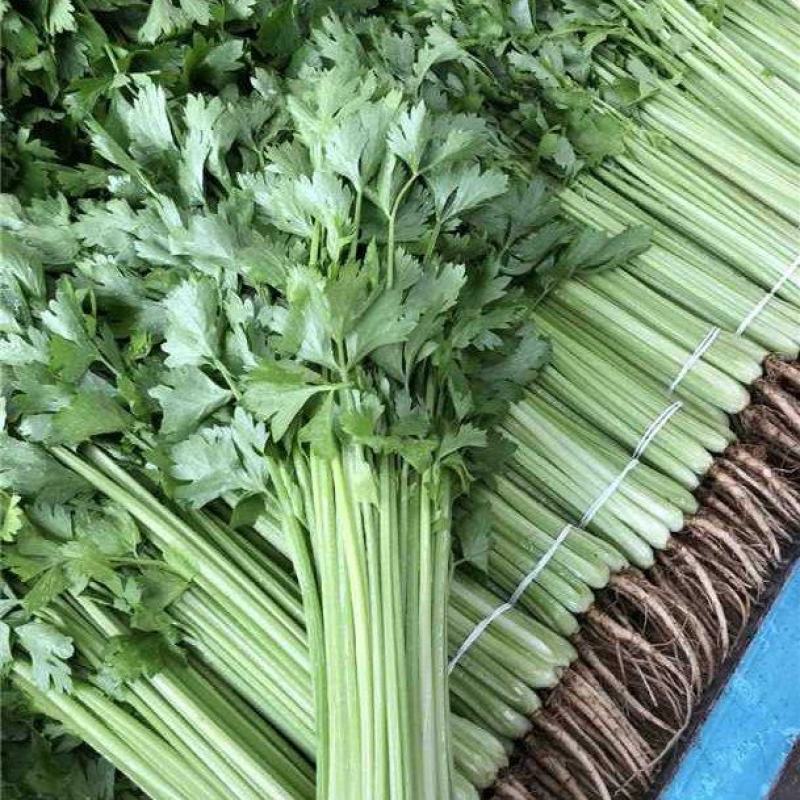 江苏精品芹菜，小香芹一手货源量大从优代发全国商超