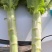 红叶香莴苣红叶莴苣莴笋基地一手货源无黄根无空心