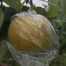 山西临汾玉露香梨