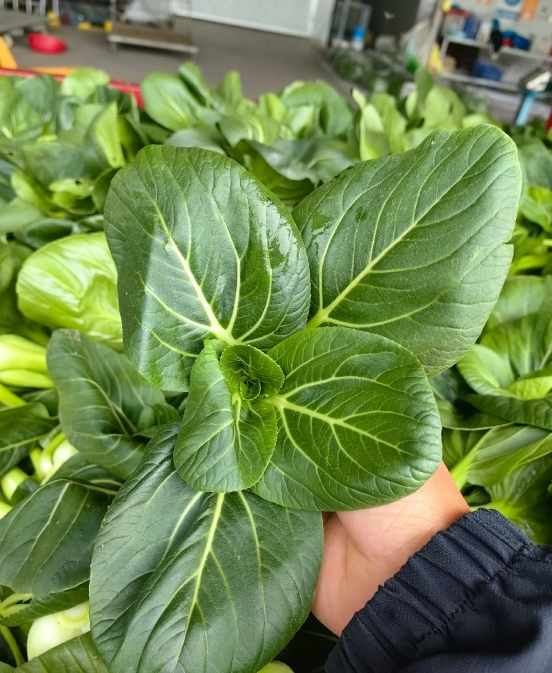 沃来采精选苏州青大量供应，江苏苏州青市场电商大量走货