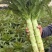 尖叶莴笋红叶莴苣青皮青肉无空心量大从优欢迎联系