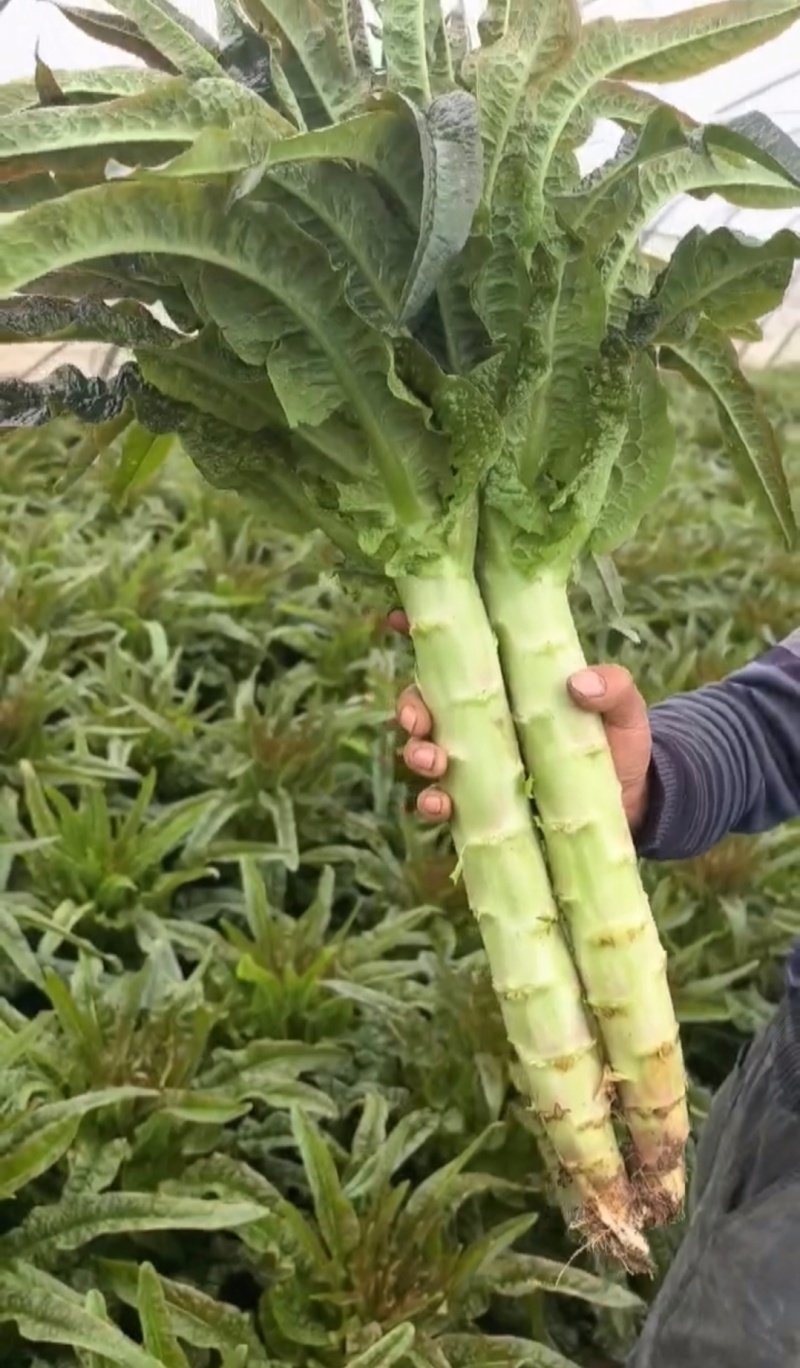 尖叶莴笋红叶莴苣青皮青肉无空心量大从优欢迎联系