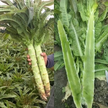 尖叶莴笋红叶莴苣青皮青肉无空心量大从优欢迎联系