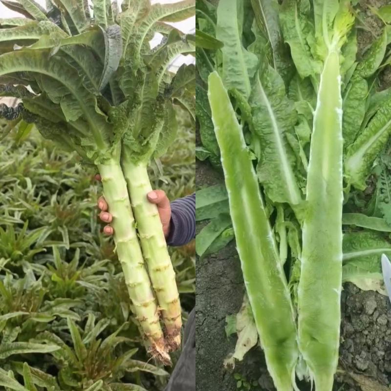 尖叶莴笋红叶莴苣青皮青肉无空心量大从优欢迎联系