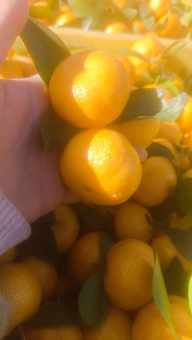 八月桔