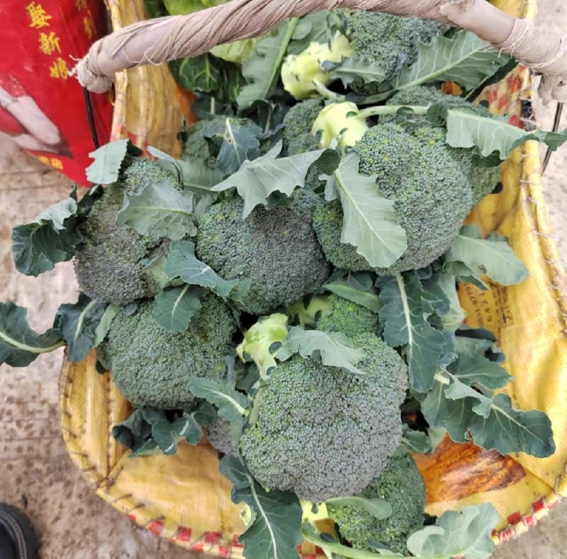 沃来采精选西蓝花，量大专业供应市场电商，日供五万斤