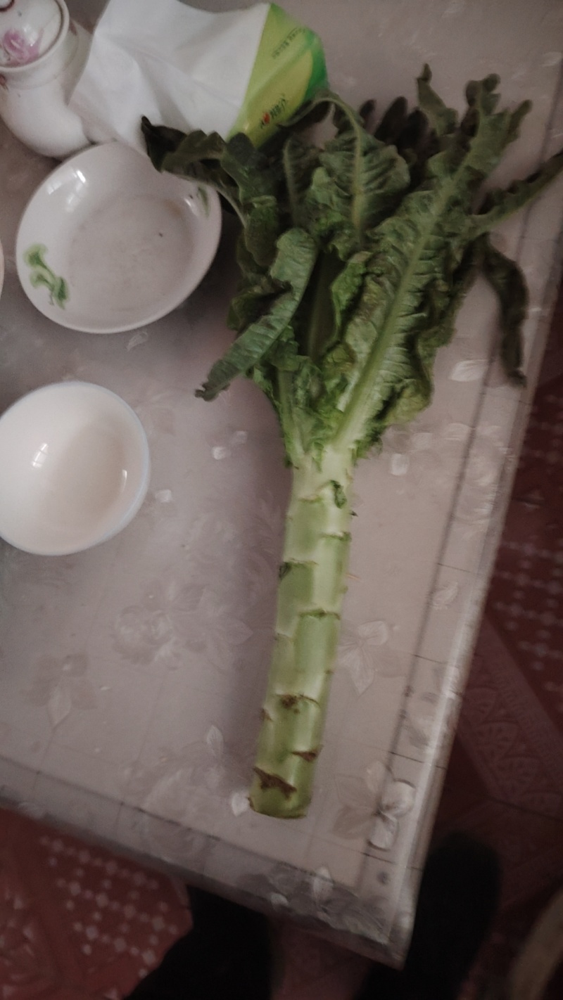 红叶尖莴苣大量上市