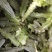 红叶尖莴苣大量上市
